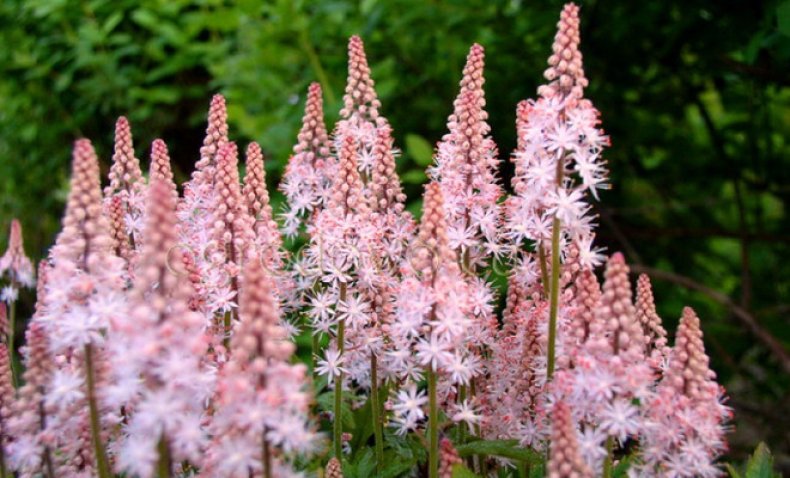 Tiarella trifoliata