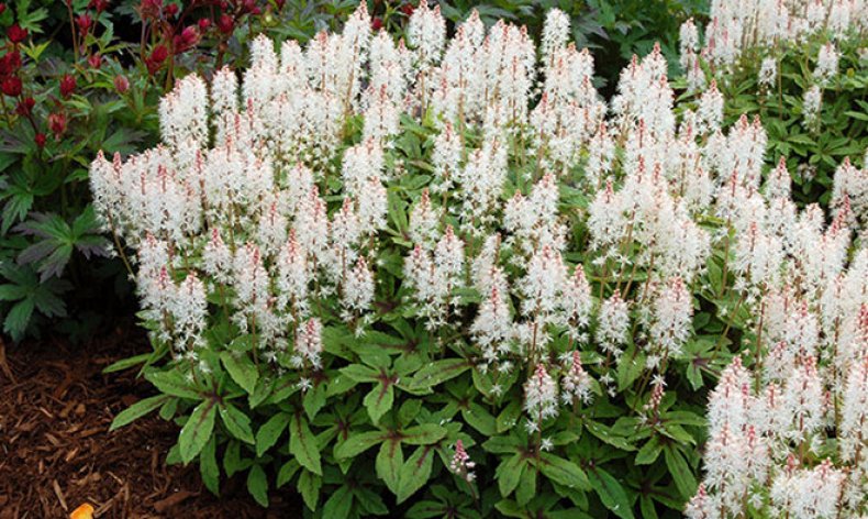 Tiarella «Spring Symphony»