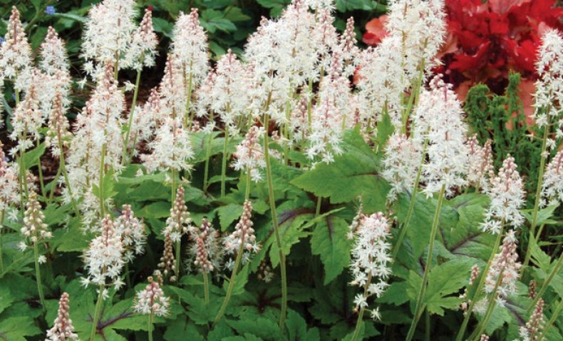 Tiarella «Neon Lights»