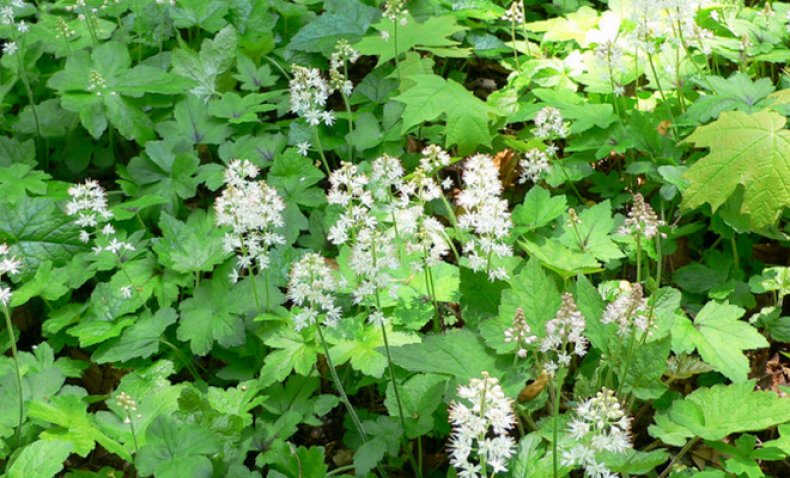 Tiarella polyphylla