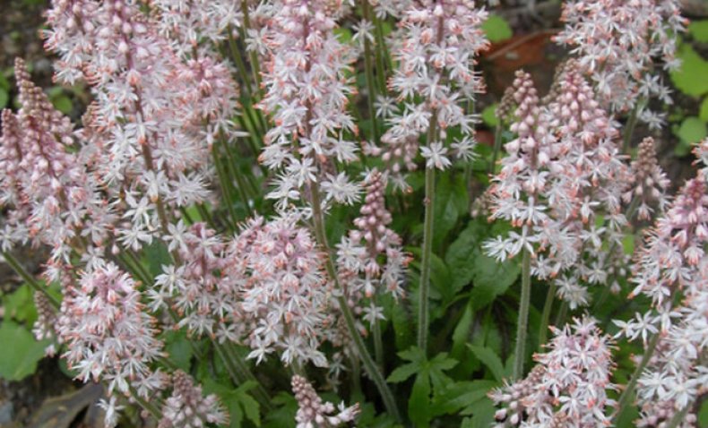 Tiarella «Black Snowflake»