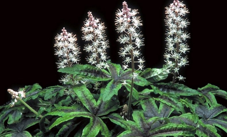 Tiarella «Spanish Cross»