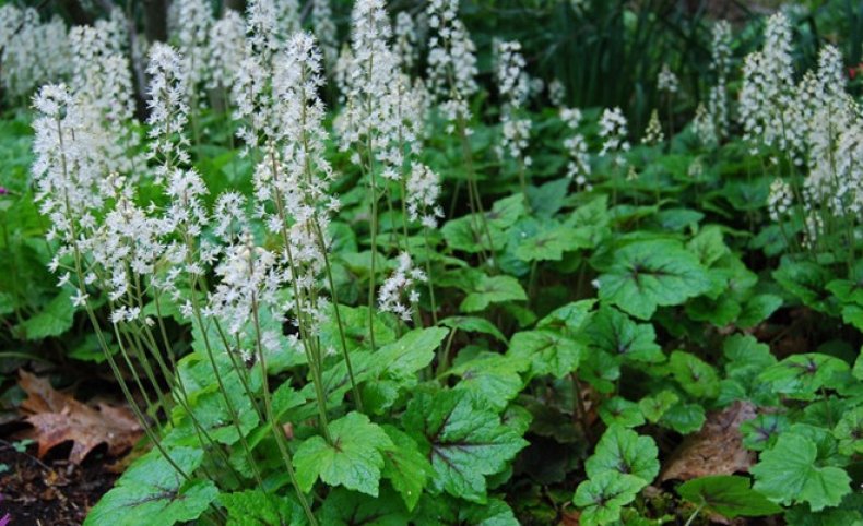 Tiarella cordifolia