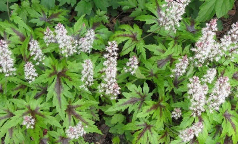 Tiarella «Iron Butterfly»