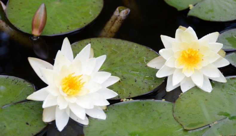 Nymphaea alba