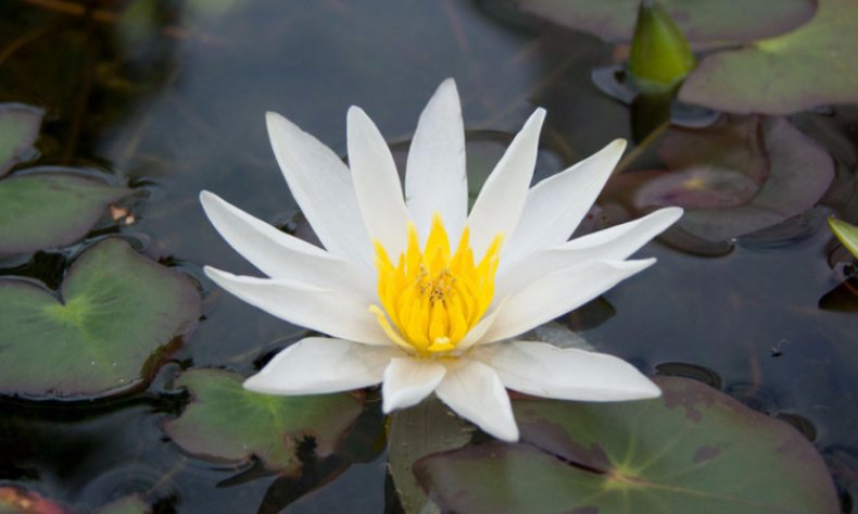 Nymphaea tetragona