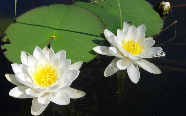 Nymphaea candida