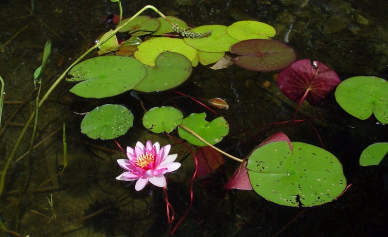 Nymphaea tuberosa