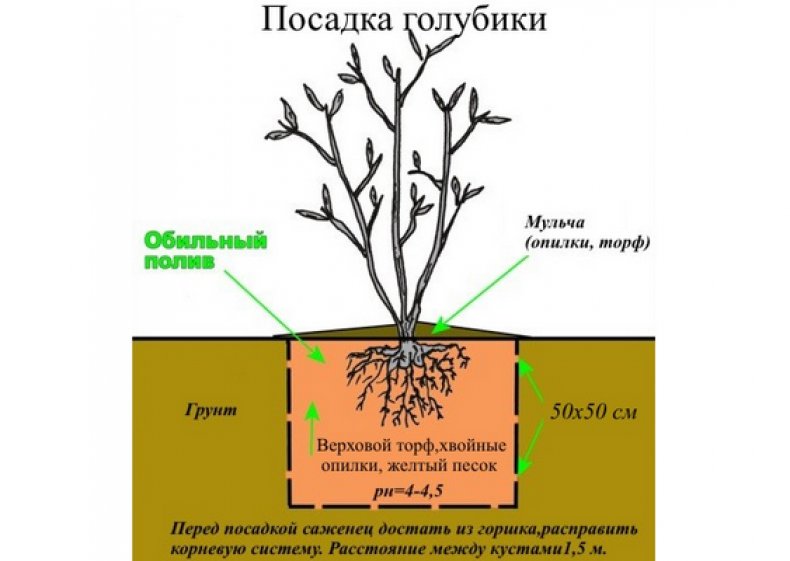 Порсадка