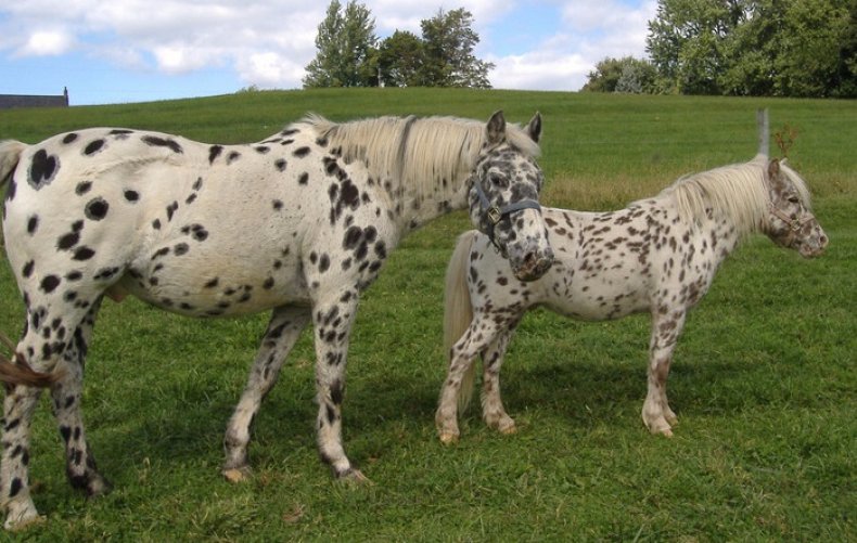 American Walking Pony