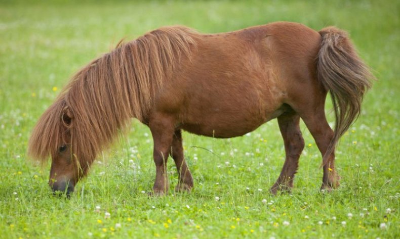 Shetland pony