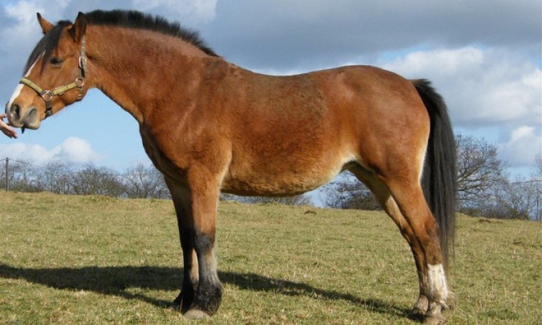 French Saddle Pony