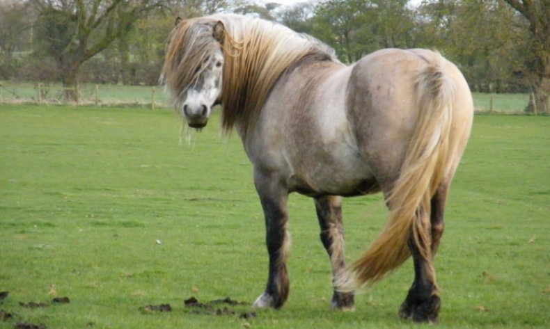 Highland Pony