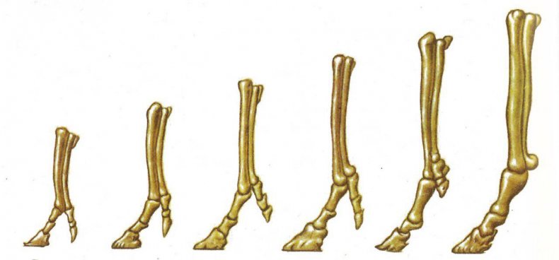 Эволюция передней конечности лошади