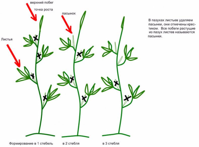 пасынкование томатов