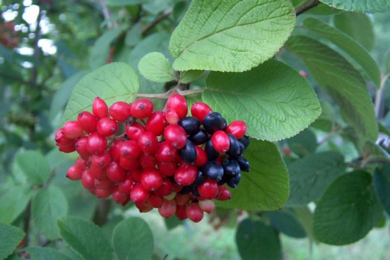 Viburnum lantana