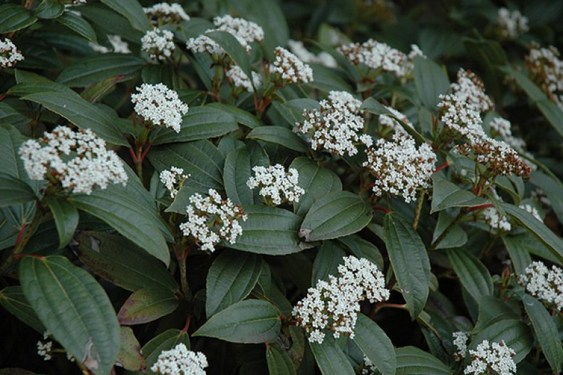 Viburnum davidii