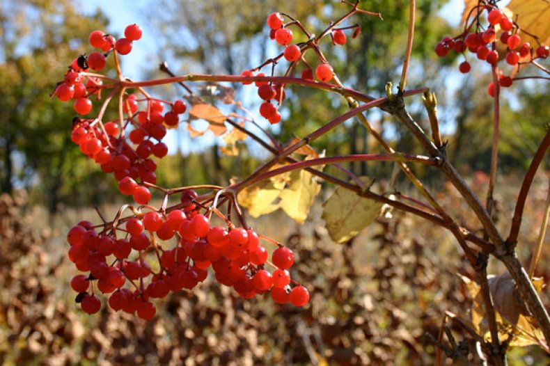 Viburnum sargenti