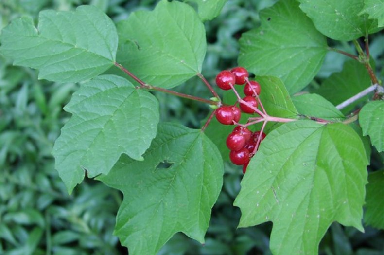 Viburnum trilobum Marsh