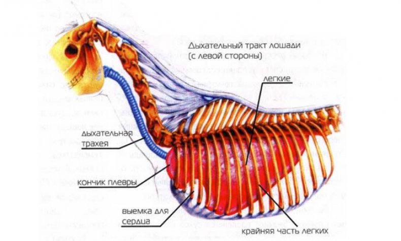 Дыхательная система лошади