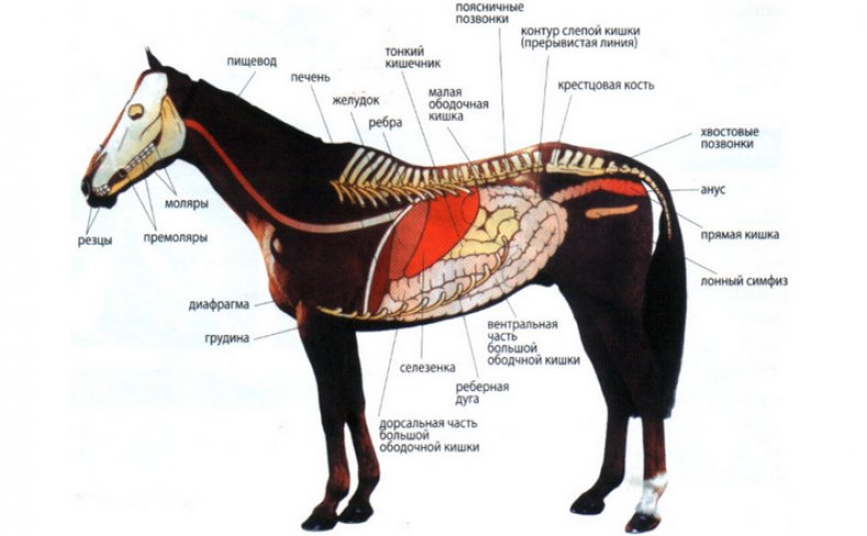 Пищеварительная система лошади