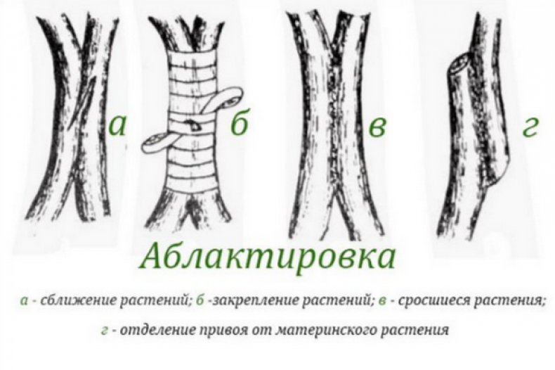 Аблактировка