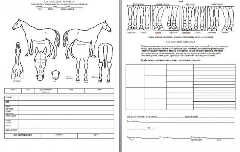 Паспорт лошади