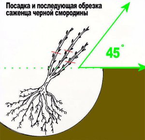 Посадка смородины