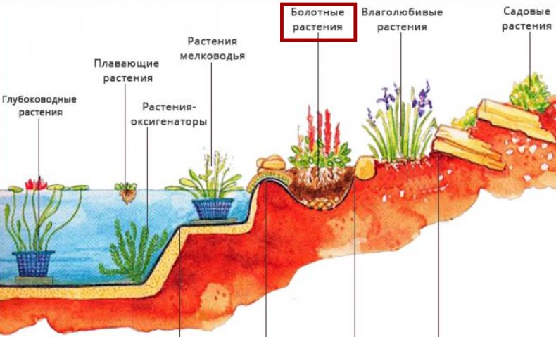 Болотные растения