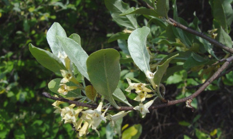 Elaeagnus umbellata