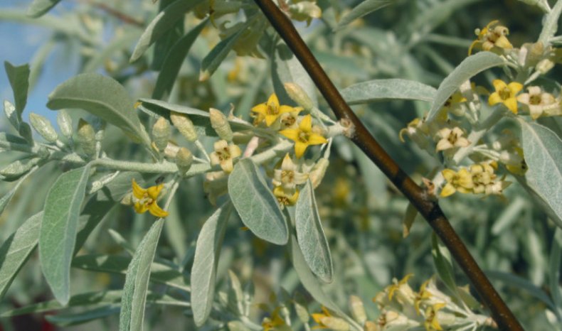 Elaeagnus angustifolia