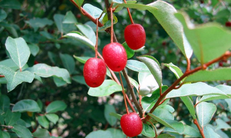 Elaeagnus multiflora