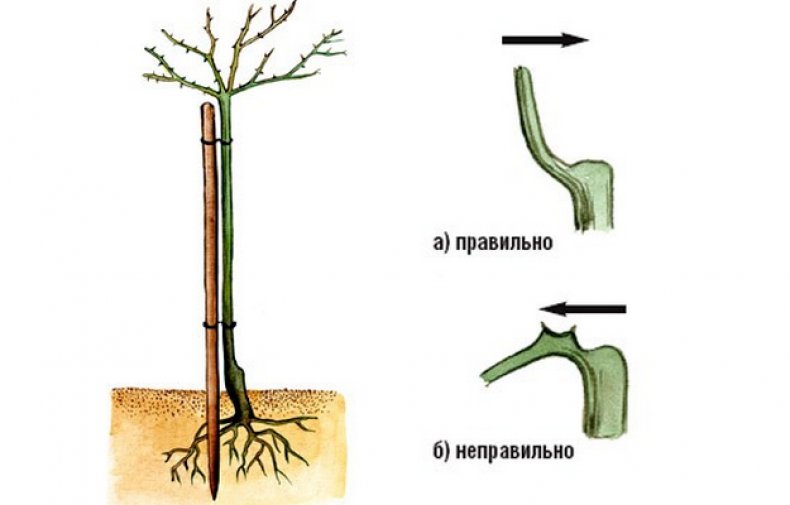 Подвязка