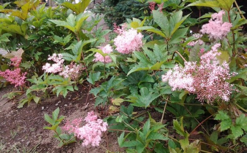 Filipendula glaberrima