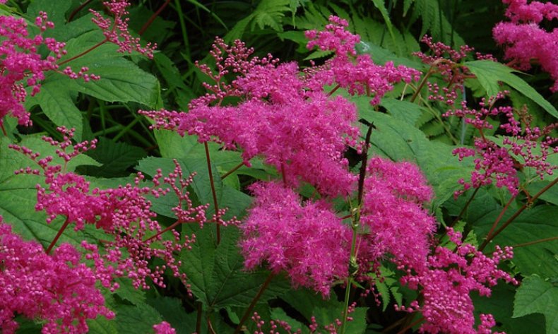 Filipendula purpurea