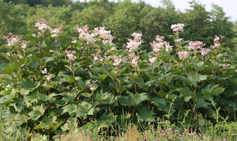 Filipendula camtschatica