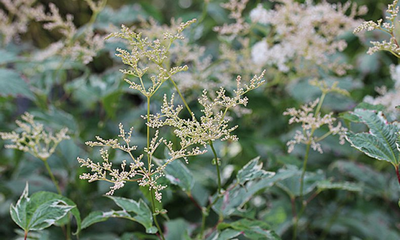 Filipendula palmata