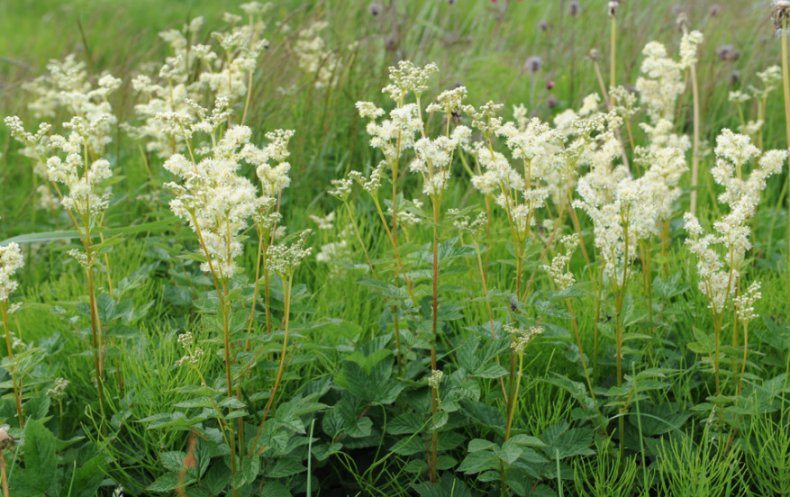 Filipendula vulgaris