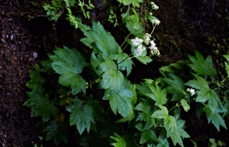 Filipendula occidentalis