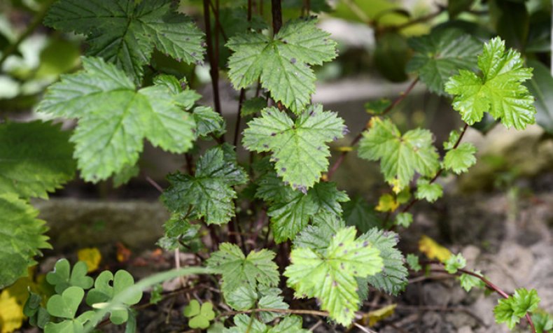 Filipendula kiraishiensis