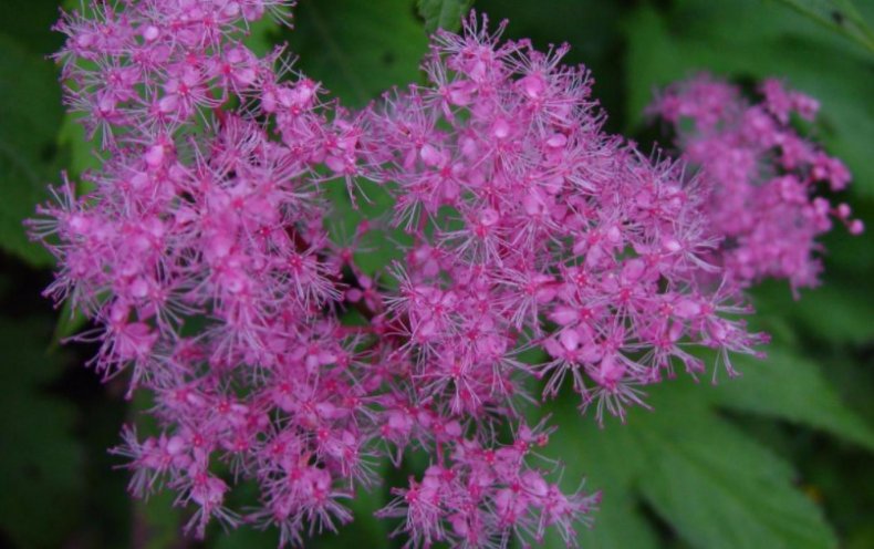 Filipendula multijuga