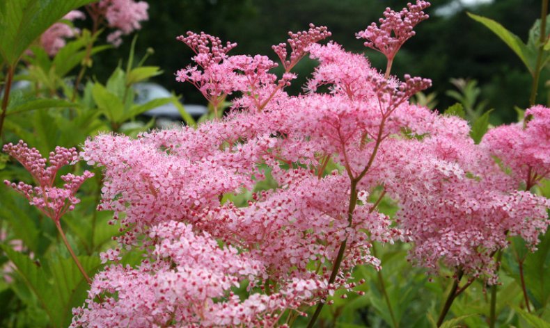 Filipendula rubra