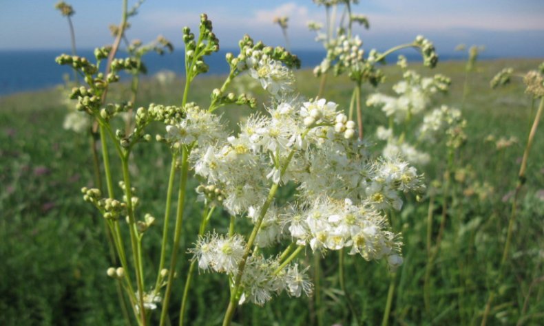 Filipendula vulgaris