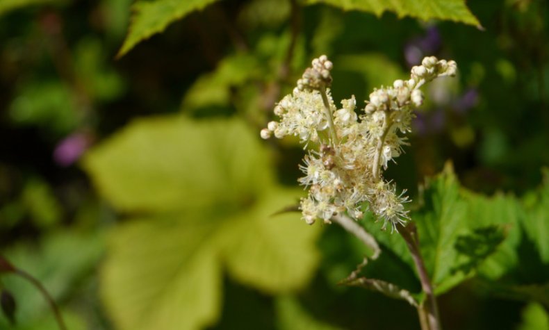 Filipendula vestita