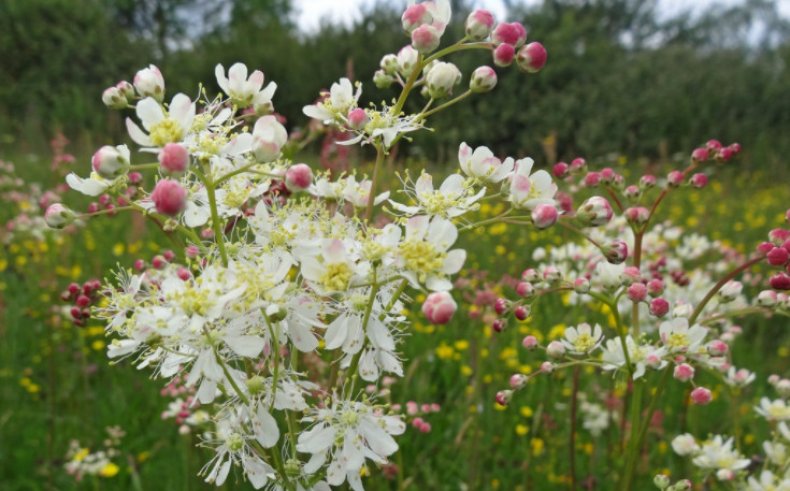 Filipendula vulgaris