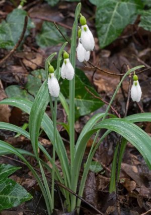 Galanthus plicatus