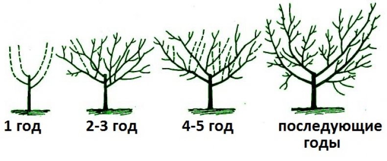 Обрезка