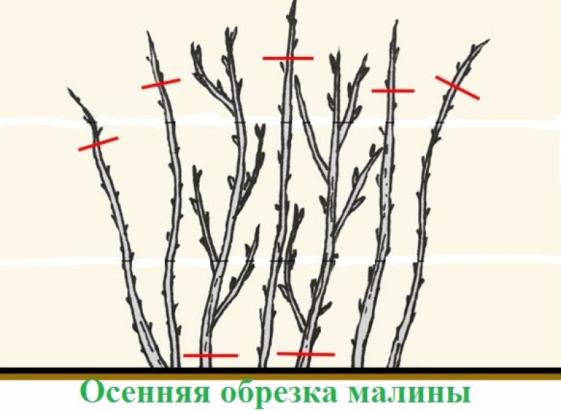 Схема обрезки малины