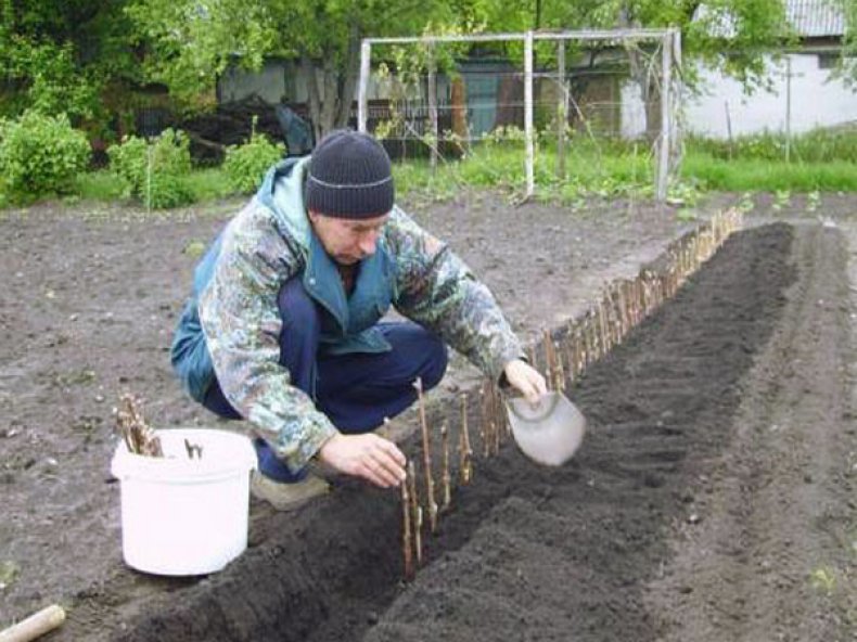 Посадка винограда «Тасон»