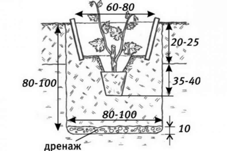 Посадка винограда